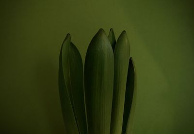 Close-up of plant