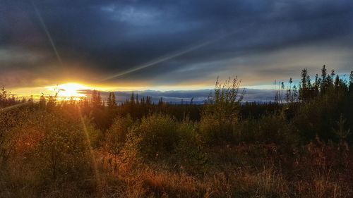 Plants growing on land against sky during sunset