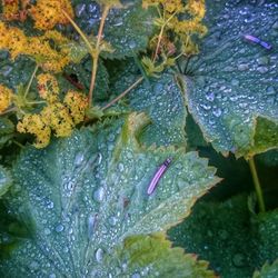 Close-up of water drops on leaves