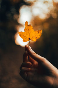 Close-up of hand holding maple leaf during autumn