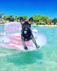 Portrait of dog in inflatable ring on river during sunny day