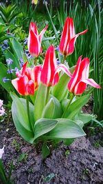 Close-up of flowers blooming outdoors