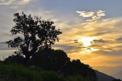 Silhouette tree against sky during sunset