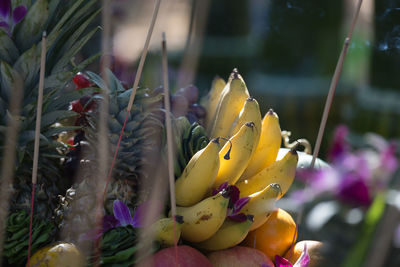 Close-up of yellow flowering plant