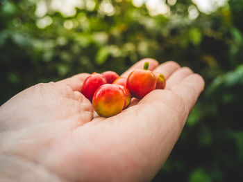 Close-up of hand holding fruit