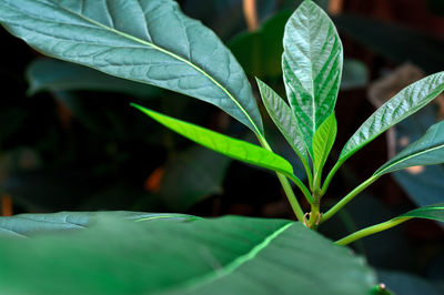 Close-up of plant leaves