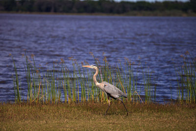 View of bird on lakeshore