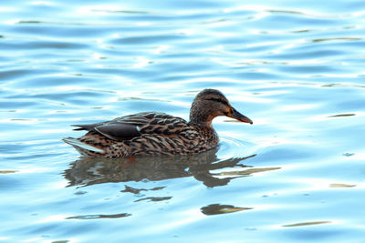 Duck swimming in lake