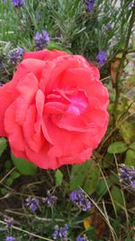 Close-up of pink flowers blooming outdoors