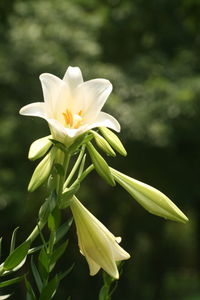 Close-up of white easter lily