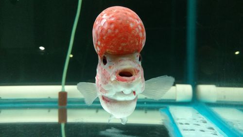 Close-up of fish swimming in aquarium