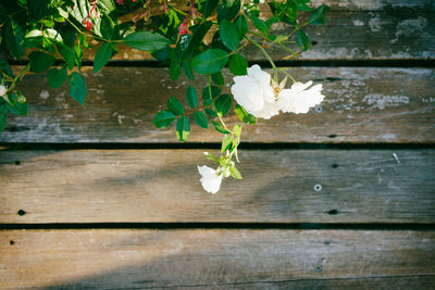 Close-up of flowers blooming outdoors