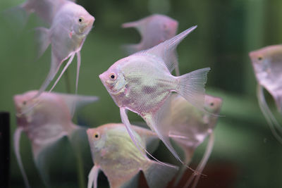 Close-up of fish in aquarium