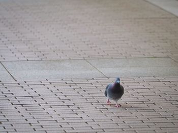 High angle view of pigeon perching on footpath