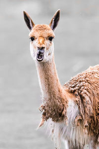 Portrait of alpaca standing outdoors