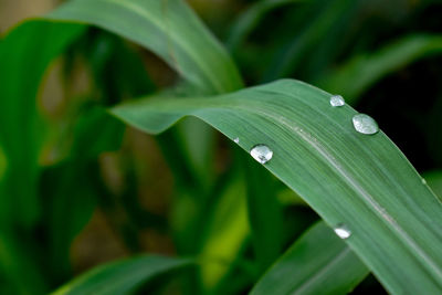 Close-up of raindrops on leaf