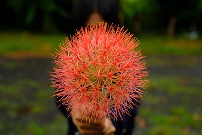 Close-up of red flower on field