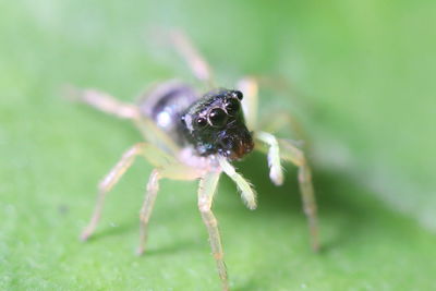 Close-up of spider