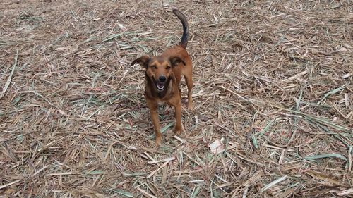 Portrait of dog on field