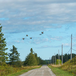 Birds flying over road against sky