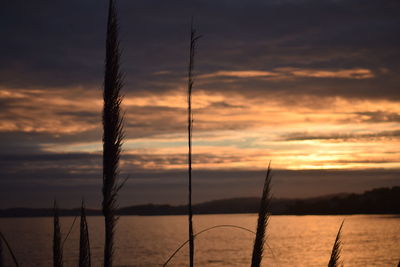 Close-up of silhouette plants against sky at sunset