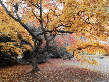 Close-up of autumn tree