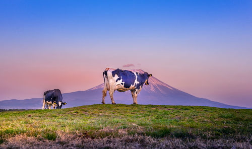 Cows eating lush grass on the green field in front of fuji mountain