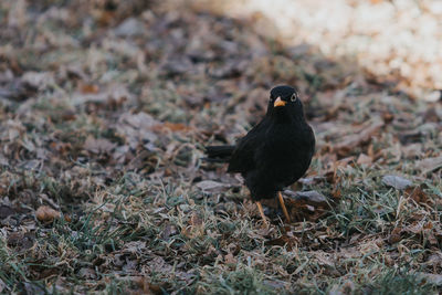 Blackbird on grassy field