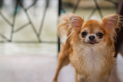 Close-up portrait of dog standing on porch