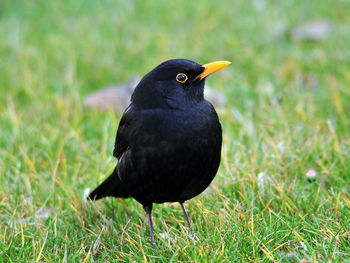 Close-up of bird on field