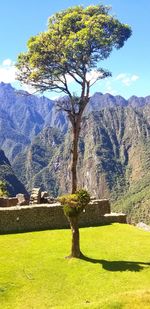 Tree on field by mountain against sky