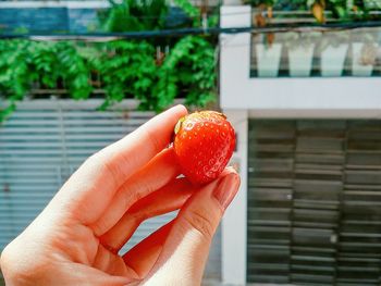 Close-up of woman holding fruit