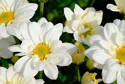 Close-up of white flowering plants in park