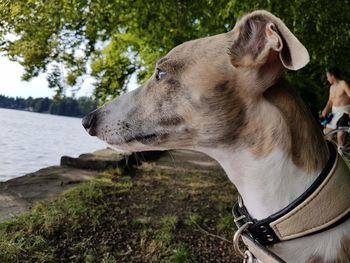 Close-up of a whippet dog looking away