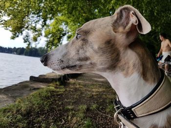 Close-up of a whippet dog looking away