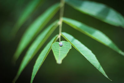 Close-up of insect on leaf