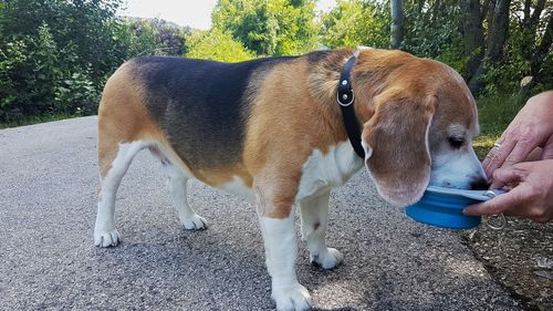 Midsection of man eating dog