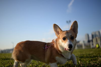 Portrait of dog on grass