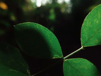 Close-up of fresh green leaves