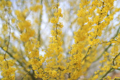 Close-up of yellow flowering plant on field