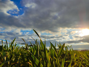 Plants growing on field against sky during sunset