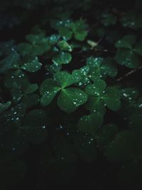 Close-up of water drops on leaves