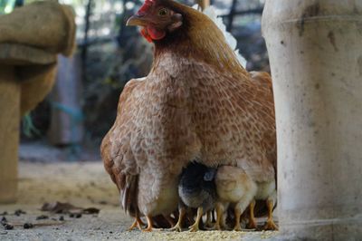 Close-up of rooster with chickens