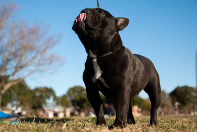 Lovely french bulldog walking outdoors