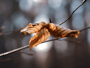 Close-up of dry leaf on plant