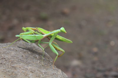 Close-up of grasshopper on rock