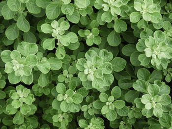 Full frame shot of green leaves