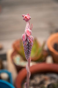 Close up of flower