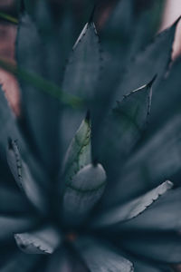 Close-up of succulent plant