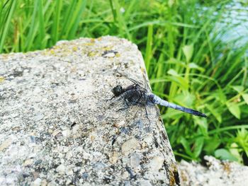 Close-up of insect on grass